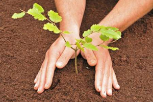 plant a tree